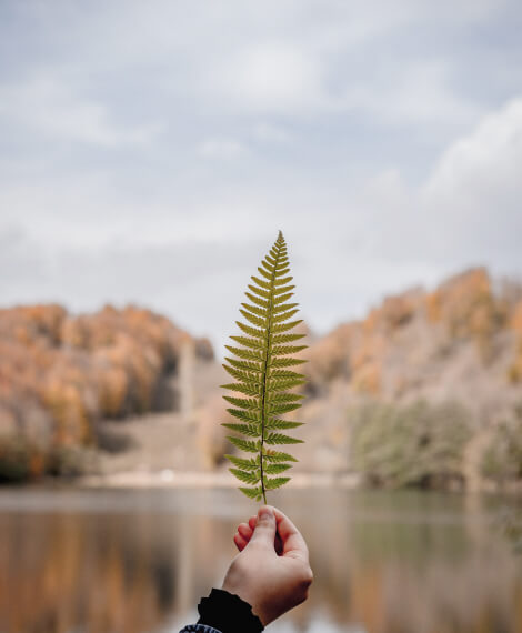 Home Whitebrook Leaf